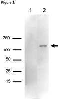 Immunoprecipitation from RIP lysate: <br />Representative lot data. <br />RIP lysate from HeLa cells (~2 X 10E7 cell equivalents per IP) was subjected to immunoprecipitation using either 7 µL of a normal rabbit IgG or 7 µL of Anti-Upf1 antibody. <br />Ten percent of the precipitated proteins (lane 1: rabbit IgG, lane 2: Upf1) were resolved by electrophoresis, transferred to PVDF and probed with anti-Upf1 antibody (1:2000). <br />Proteins were visualized using One-Step™ IP-Western kit (GenScript Cat. # L00232) <br />Arrow indicates Upf1 (~125 kDa) (Figure 2).